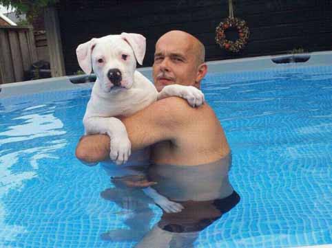 american bulldog